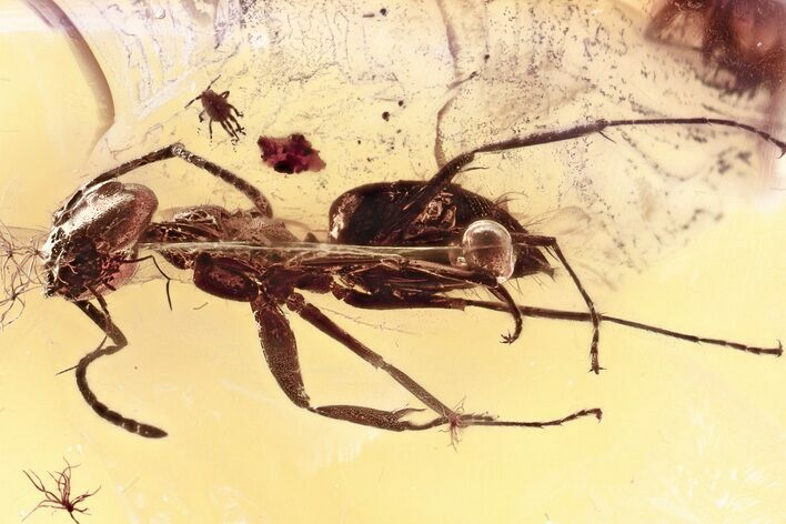 Detailed Fossil Ant and True Bug Nymph In Baltic Amber #357841
